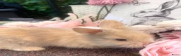 Lionhead rabbits for sale: Outstanding Baby Rabbits! - Advert 4