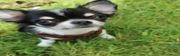 Chihuahua dogs for sale: He is called Rocky 😂 - Advert 4