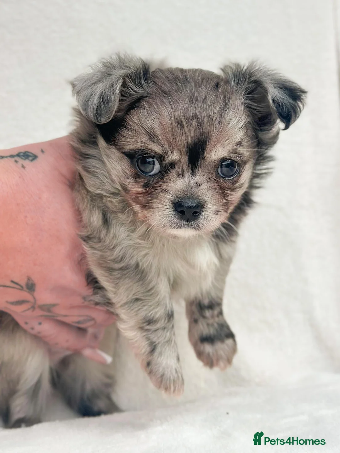 Chihuahua dogs for sale: Long Haired Chihuahua Boys Gorgeous  - Advert 2