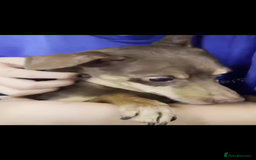 Miniature Pinscher dogs for adoption: Johney 7 year mini pin meat trade survivor  - Image 3