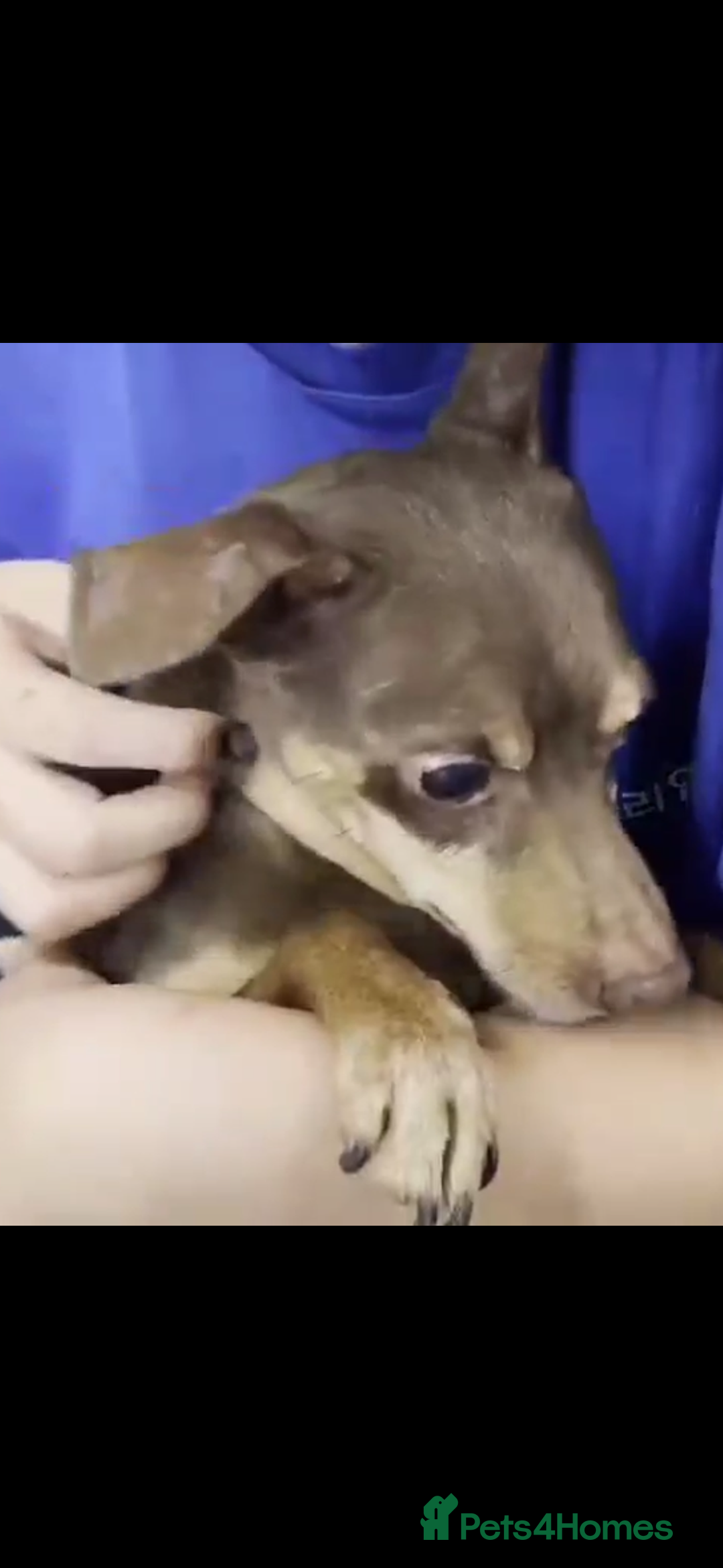 Miniature Pinscher dogs for adoption: Johney 7 year mini pin meat trade survivor  - Image 3
