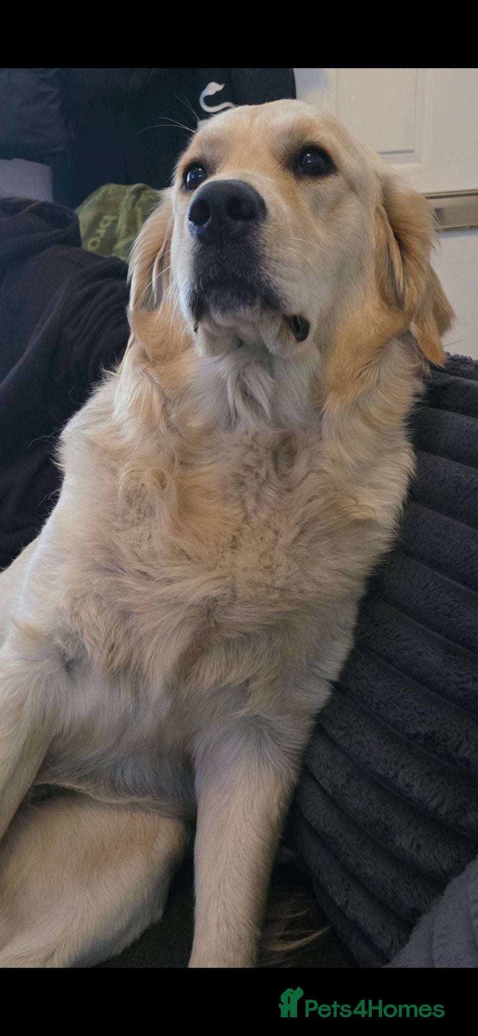 Golden Retriever dogs Beautiful Golden Retriever for a Loving Home - Advert 1