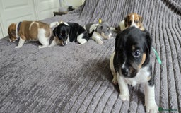 Jack Russell dogs for sale: 🐶 Jack Russell Puppies  – 4 Females & 1 Male 🐶 - Image 15