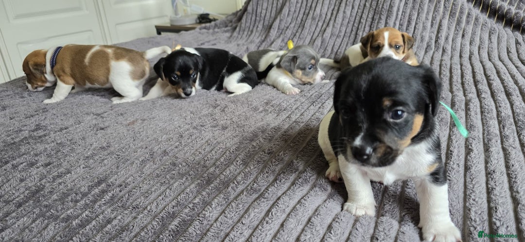 Jack Russell dogs for sale: 🐶 Jack Russell Puppies  – 4 Females & 1 Male 🐶 - Image 15