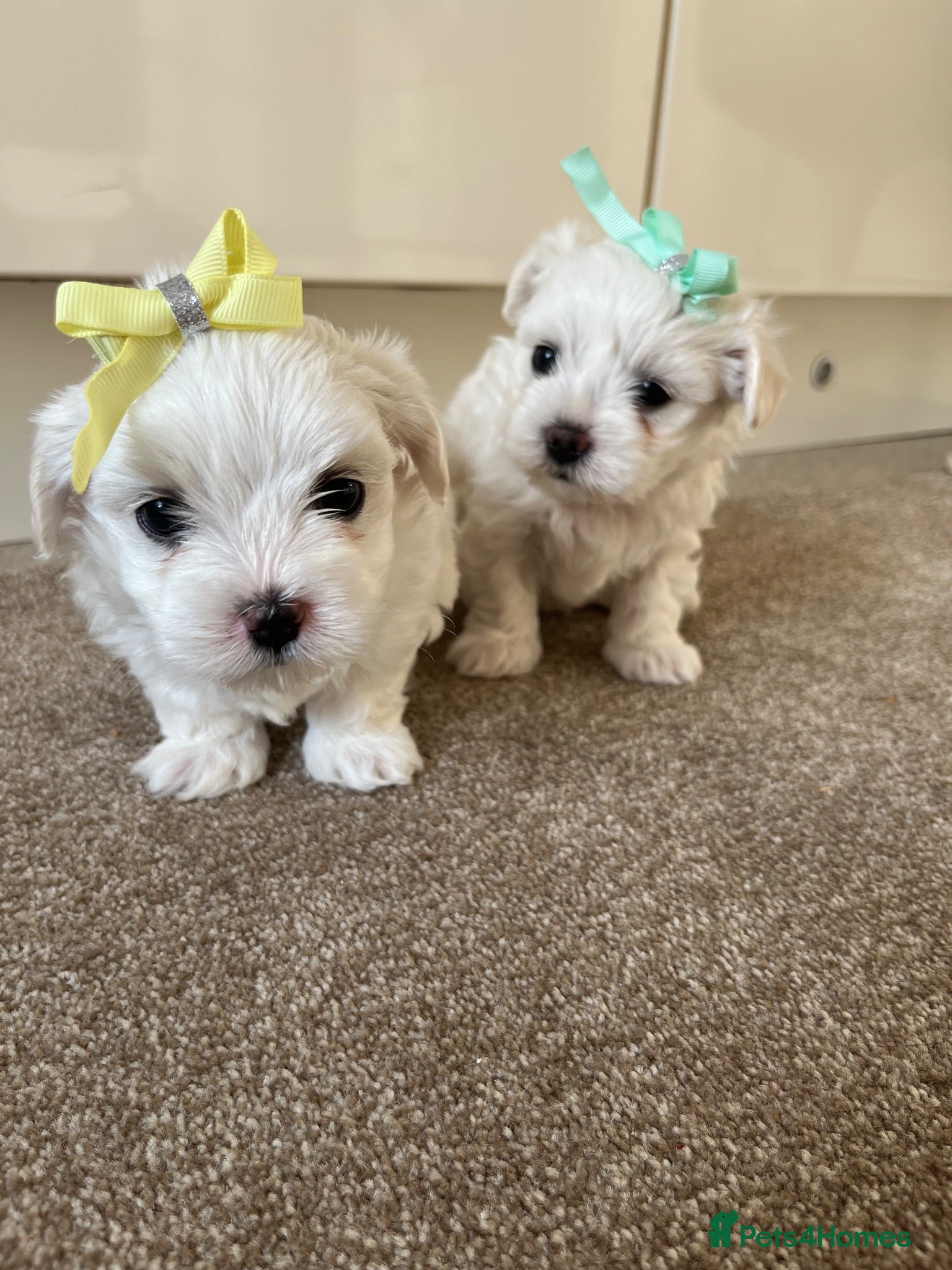 Maltese dogs Pedigree Maltese puppies - Advert 1