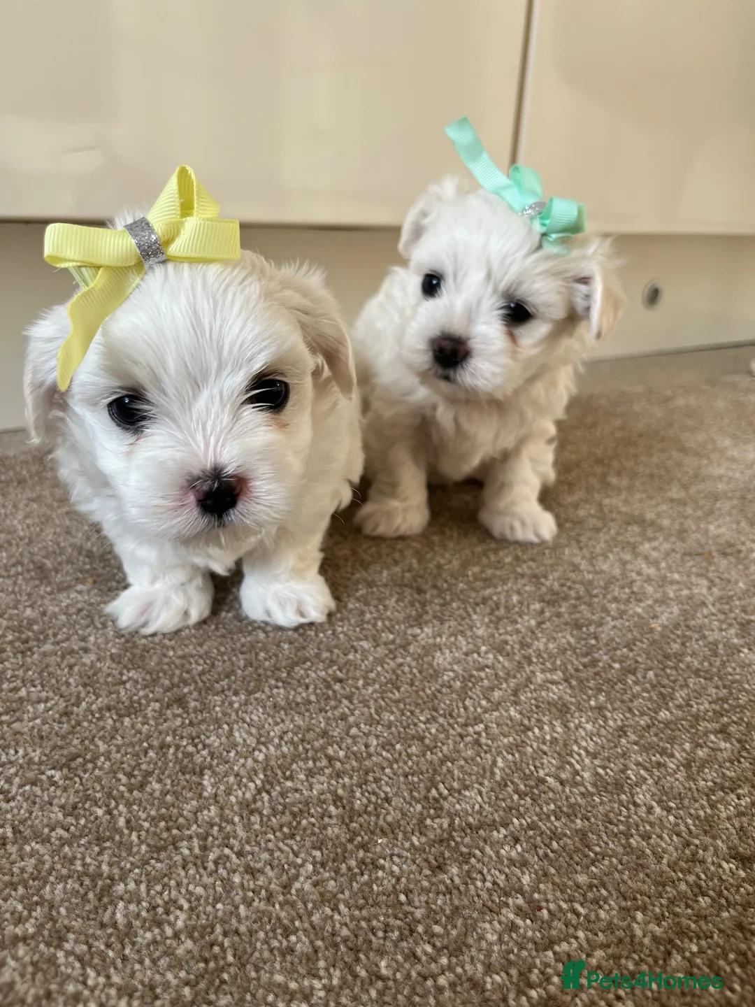 Maltese dogs for sale: Pedigree Maltese puppies in Derby - Advert 1