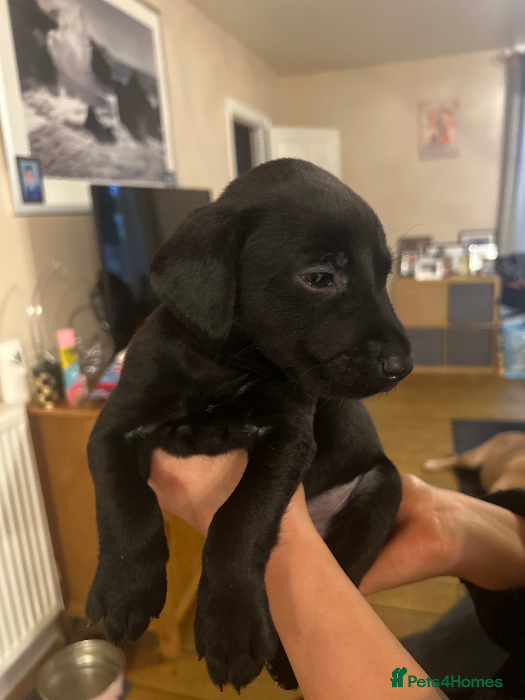 Labrador Retriever dogs for sale: KC registered black and red Labrador puppies - Advert 21