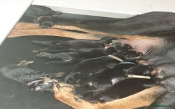 Rottweiler dogs for sale: Chunky big boned rottweilers  - Image 8