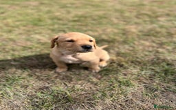 Labrador Retriever dogs for sale: Labrador retriever puppies - Image 10