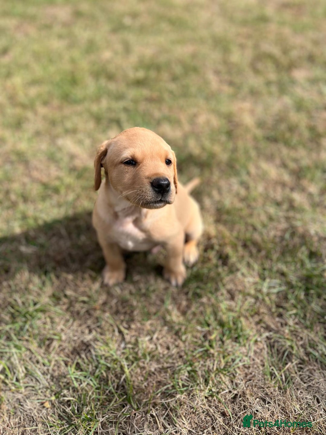 Labrador Retriever dogs for sale: Labrador retriever puppies - Image 10