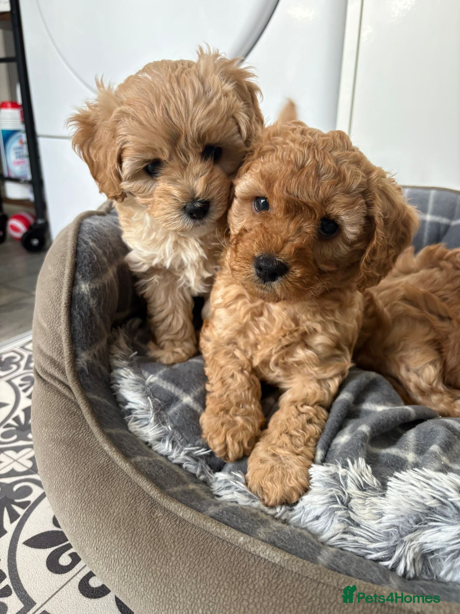 Cavapoo dogs Cavapoo f2 - Advert 5