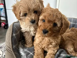 Cavapoo dogs Cavapoo f2 - Advert 5