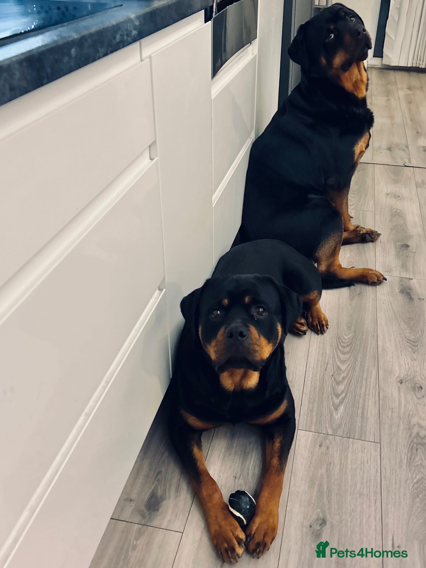 Rottweiler dogs Beautiful Ruby 3 year old pure bred Rottweiler  - Advert 1