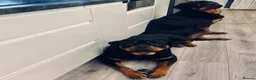 Rottweiler dogs for sale: Beautiful Ruby 3 year old pure bred Rottweiler  - Advert 1