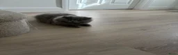 Scottish Fold cats for sale: Scottish fold kittens - Advert 8