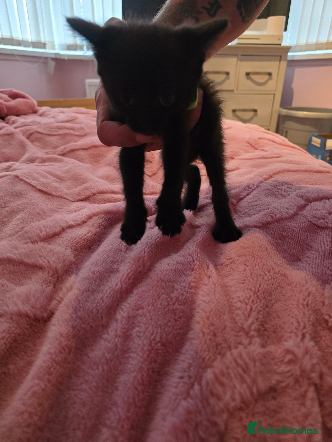 British Longhair cats for sale: Ready for their forever homes!! - Image 8