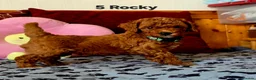 Toy Poodle dogs for sale: Toy Poodle  - Advert 9