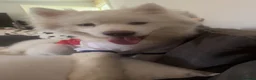Akita dogs for sale: Beautiful male Akita  - Advert 2