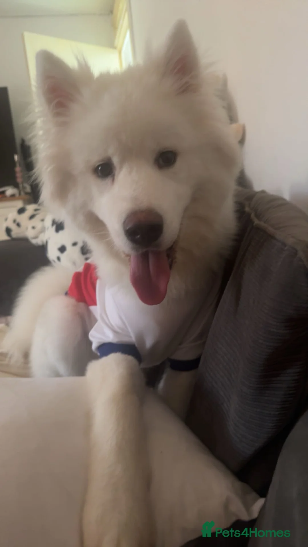 Akita dogs for sale: Beautiful male Akita  - Advert 2