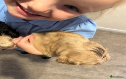 Cockapoo dogs for sale: 2 Beautiful Cockapoos! - Advert 7