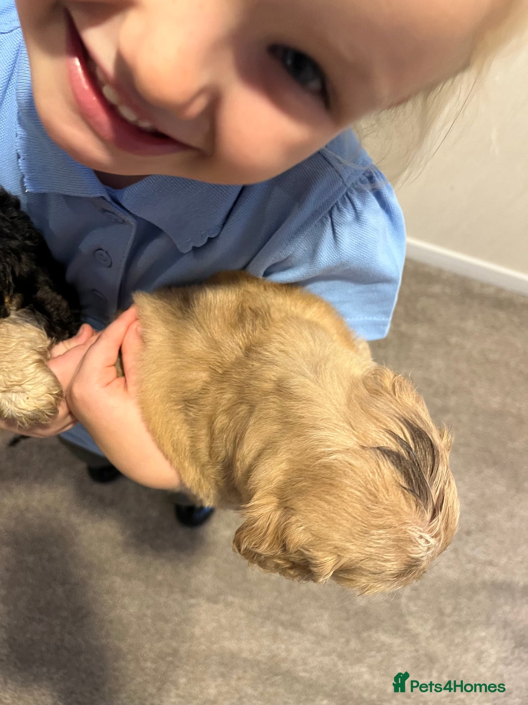 Cockapoo dogs for sale: 2 Beautiful Cockapoos! - Advert 7