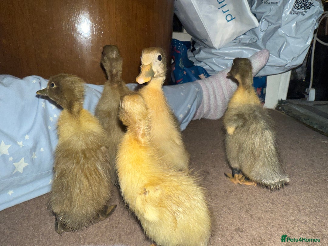 Ducks poultry for sale: Indian runner ducklings  - Image 2