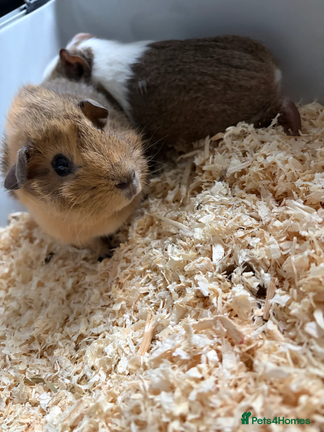 Guinea Pig rodents for sale: 2 guinea pigs  - Advert 5