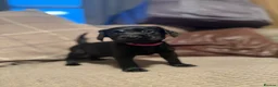 Cockerdor dogs for sale: Cockedor Puppies 3 Black girls  - Advert 8
