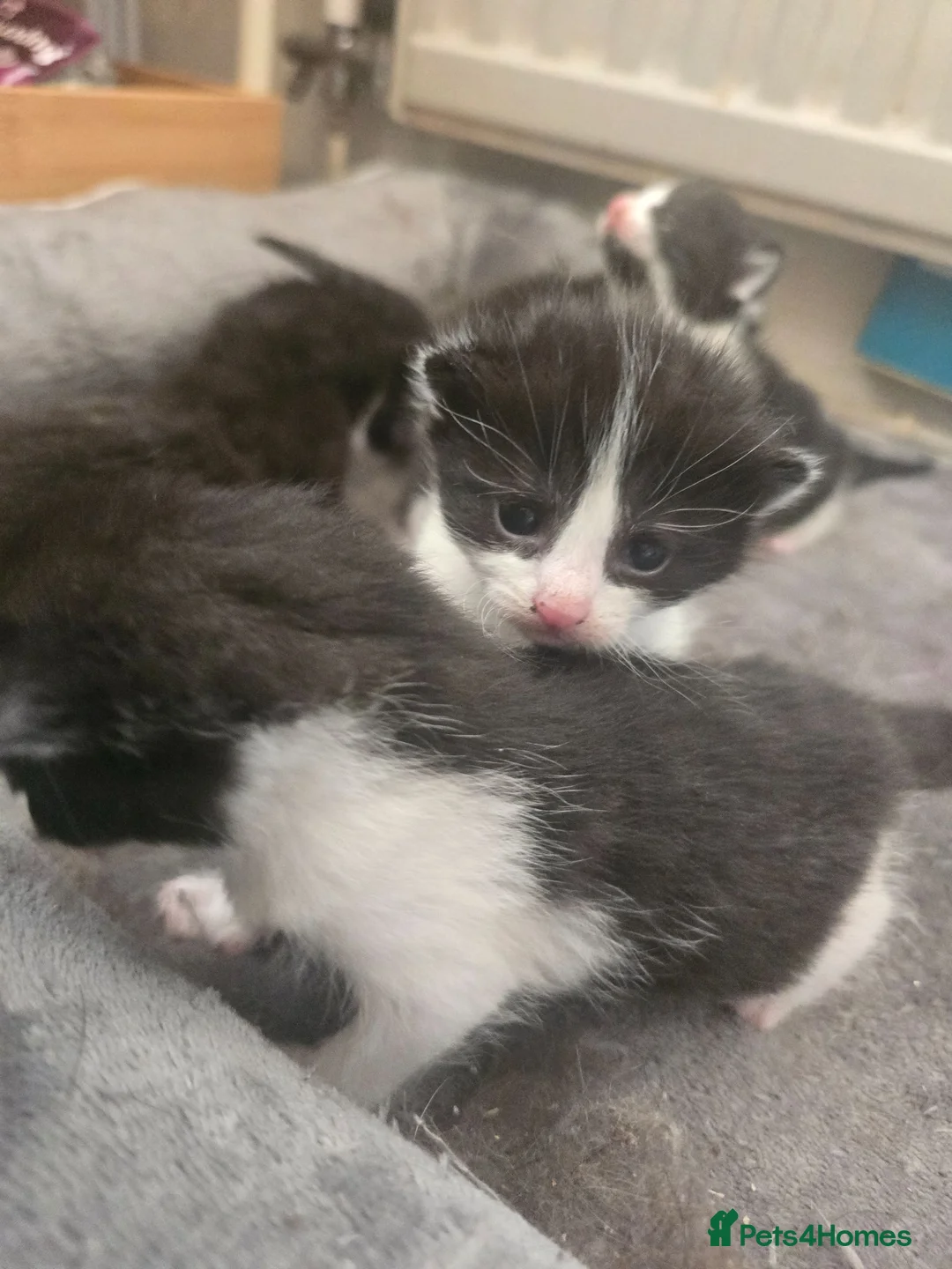 Mixed Breed cats for sale: Kittens - Advert 2