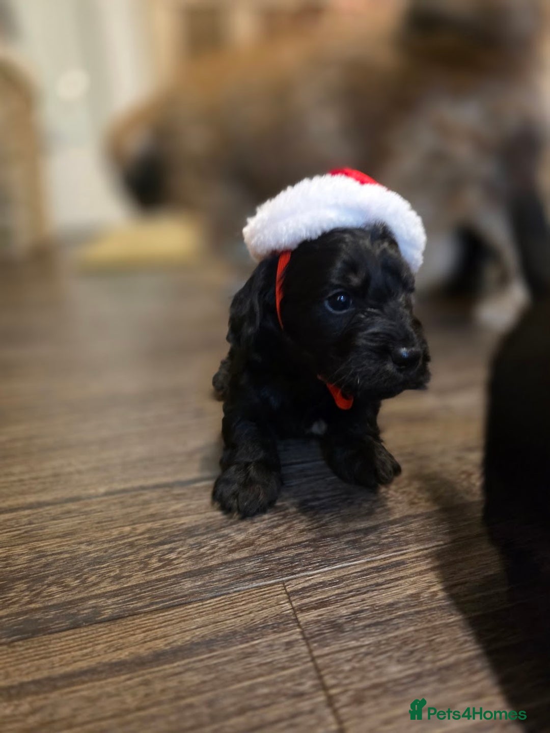 Mixed Breed dogs for sale: Miniature Dachshund x Bichon Havanese Puppies - Advert 19