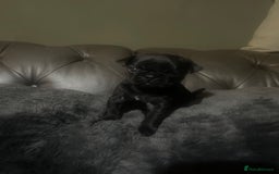 Frug dogs for sale: 5 pug puppies  - Advert 15