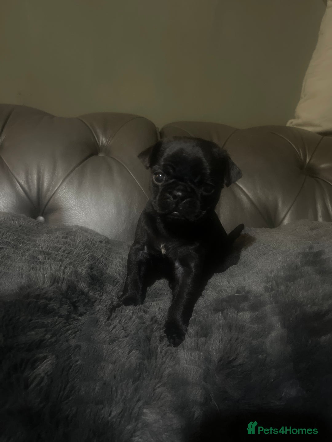 Frug dogs for sale: 5 pug puppies  - Advert 15