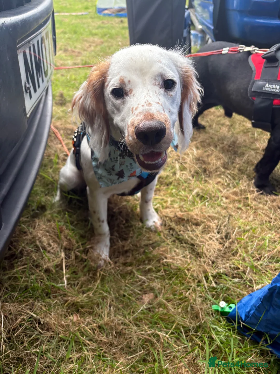 Cocker Spaniel dogs for sale: Cocker spaniel 8 months old  in Durham - Advert 2
