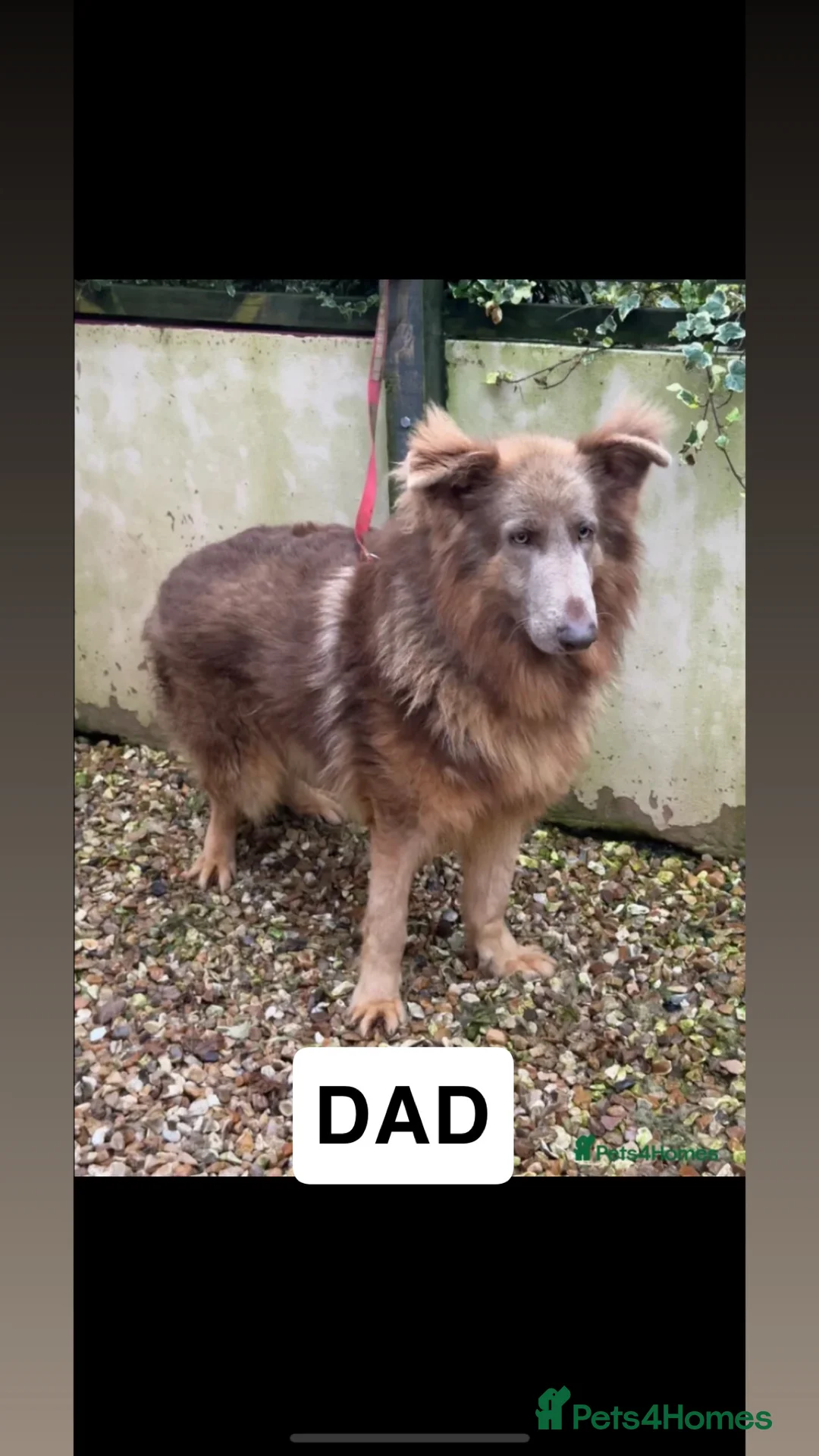 German Shepherd dogs for sale: Beautiful KC Reg Straight Back German Shepherds🐾 - Advert 38