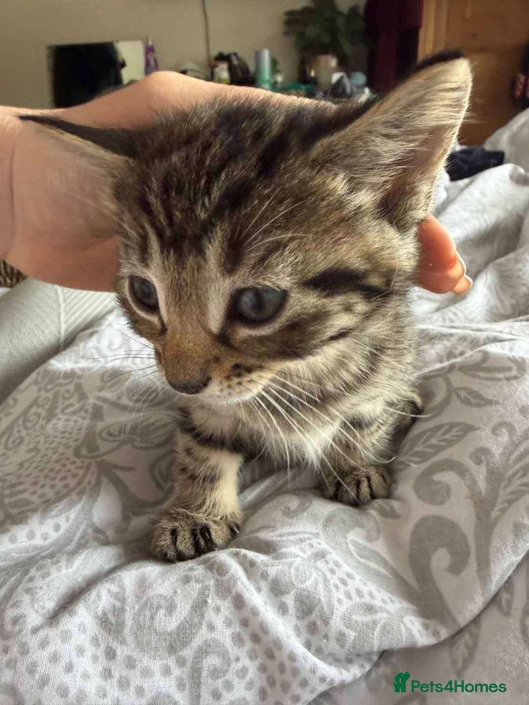 Mixed Breed cats for sale: Gorgeous Tabby’s  - Advert 8