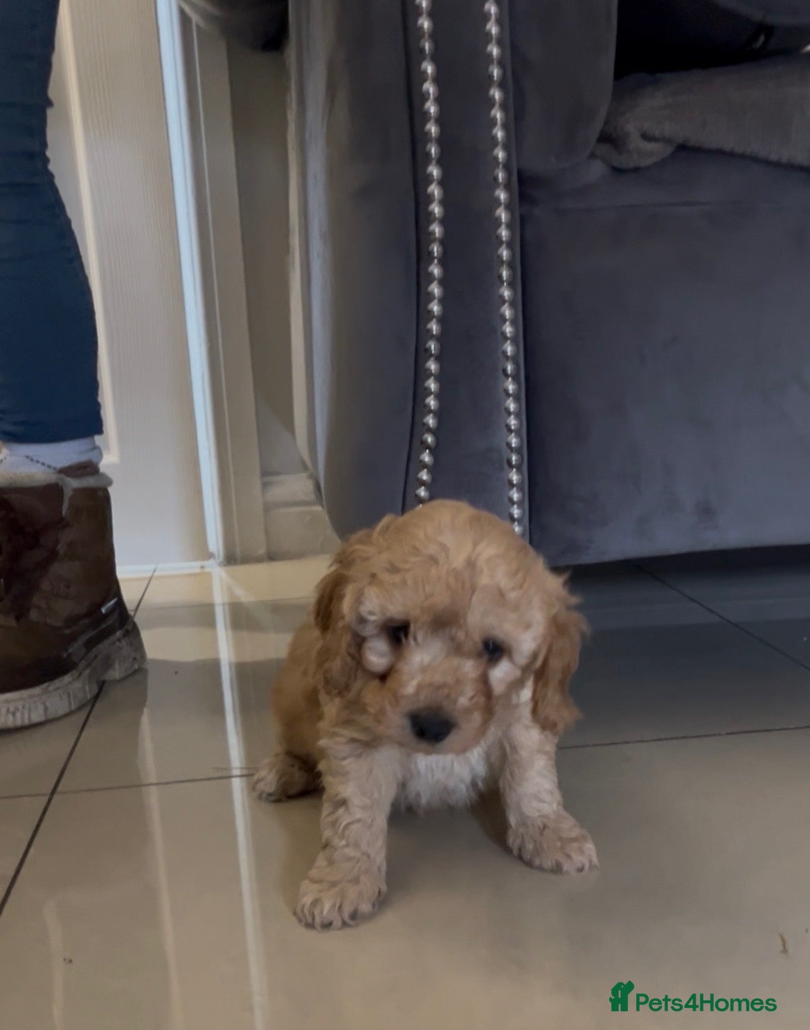 Cockapoo dogs Cockapoo Pups - Advert 17