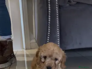 Cockapoo dogs Cockapoo Pups - Advert 17