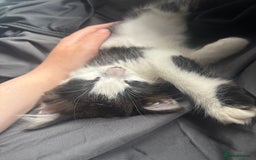 Norwegian Forest Cat cats for sale: Kitten with full set up - Image 6