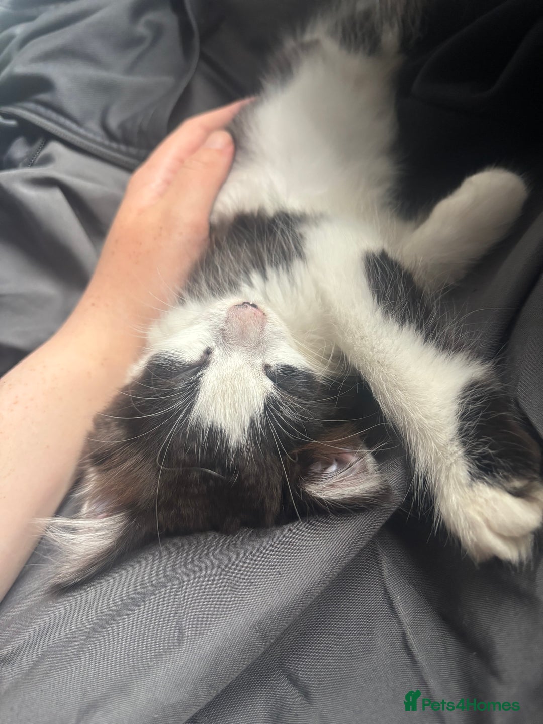 Norwegian Forest Cat cats for sale: Kitten with full set up - Image 6