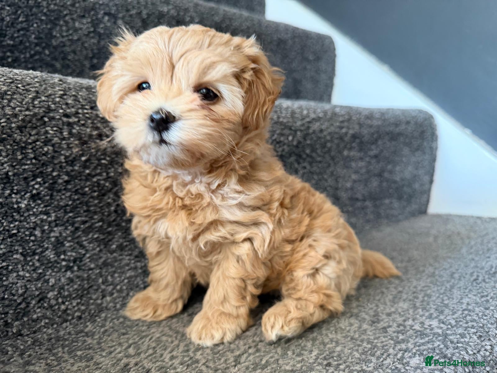 Maltipoo dogs Maltipoo F1 - Beautiful Cream Maltipoo Puppy - Advert 2