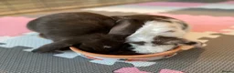 Mini Lop rabbits for sale: Coco and Lola twin bunnies in Ashby-de-la-Zouch - Advert 4