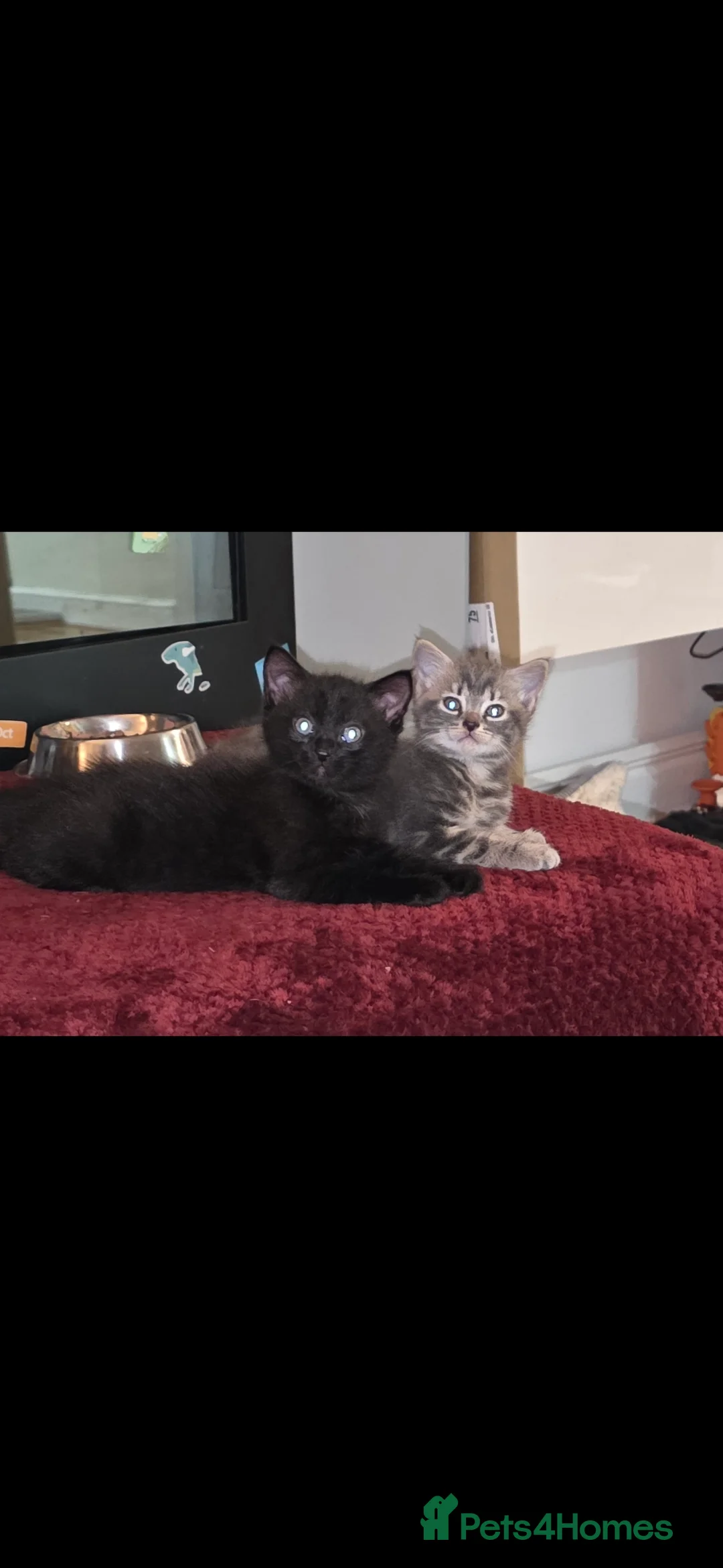 Mixed Breed cats for sale: 2 beautiful kittens for sale - Advert 3