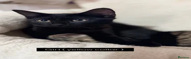Domestic Shorthair 2