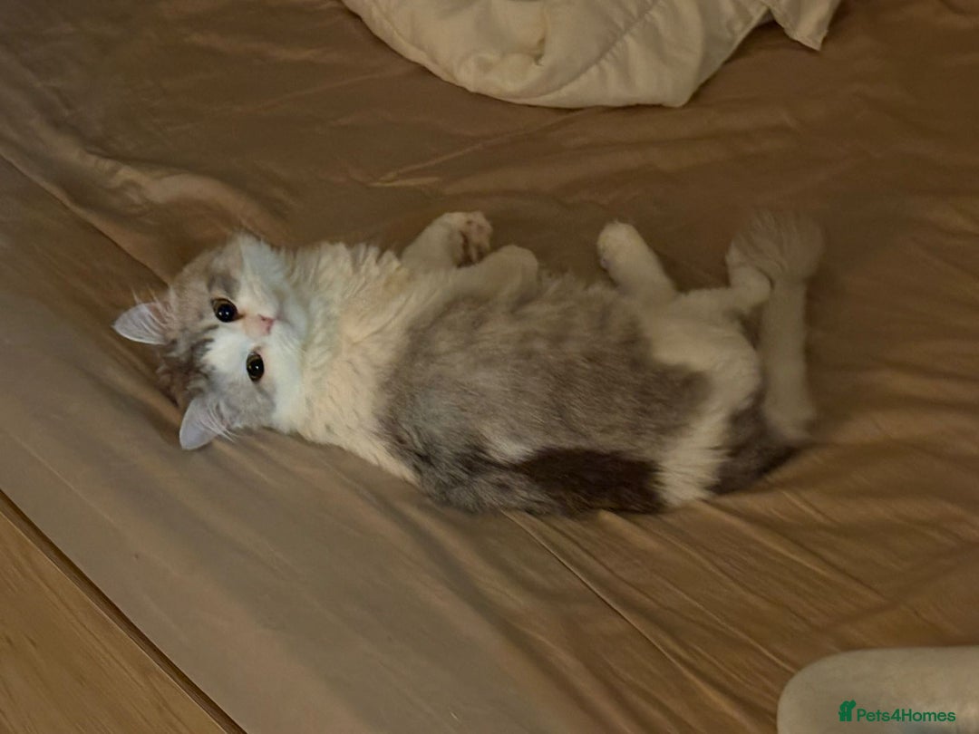 Mixed Breed cats for adoption: SKY MIX PERSIAN AMAZING LOOKING & FRIENDLY NEUTER - Advert 14