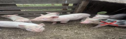 Pig livestock for sale: Julianna Micro 't-cup' piglets  - Advert 2