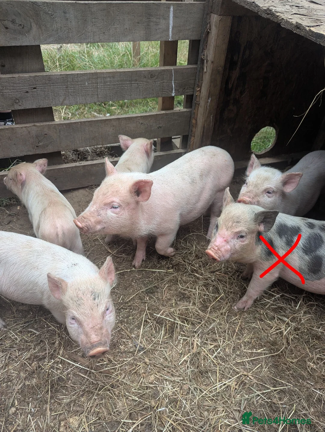 Pig livestock for sale: Julianna Micro 't-cup' piglets  - Advert 2