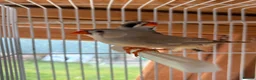 Finches birds for sale: Stunning finches - Zebras, javas, manakins  - Advert 9