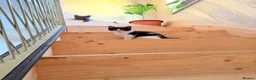 Mixed Breed cats for sale: 🐱 Beautiful Kittens – 2 Boys & 2 Girls 🐈‍⬛ in Hayes - Advert 6