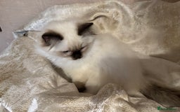Ragdoll cats for sale: Full Ragdoll kittens  - Image 8