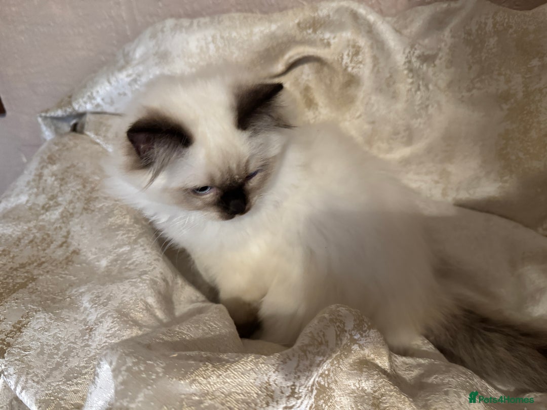 Ragdoll cats for sale: Full Ragdoll kittens  - Image 8